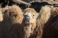 White Bactrian camel or two-humped camel portrait in the Gobi Desert in the area of Tsagaan Suvraga, Mongolia Royalty Free Stock Photo